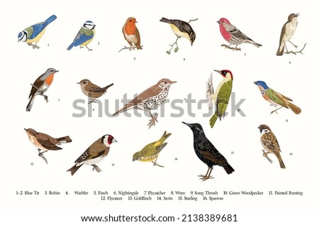 Birds. Set. Vector vintage illustrations. 