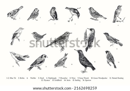 Birds. Set. Vector vintage illustrations. Black and white 