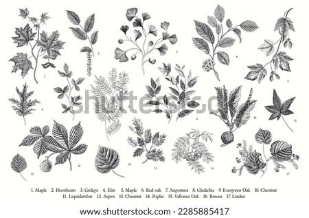 Leaves of the trees. Leafy. Set. Vector vintage illustration. Black and white