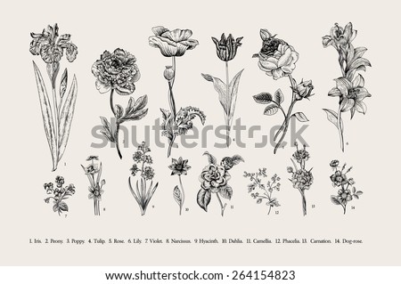 Botany. Set. Vintage flowers. Black and white illustration in the style of engravings.