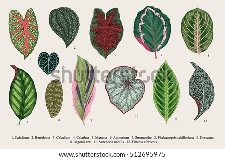 Set leaves. Exotics. Vintage vector botanical illustration. Colorful.