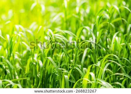 Bright green grass on spring field in sunny day. Sunshine in summer grass. Texture background