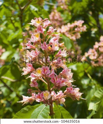 Flower of chestnut pink colour, vertical orientation.