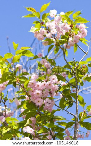 Flowers of one of variants of Japanese pink bird cherry tree on blue sky, latin Prunus serrulata (Primus serrulata)