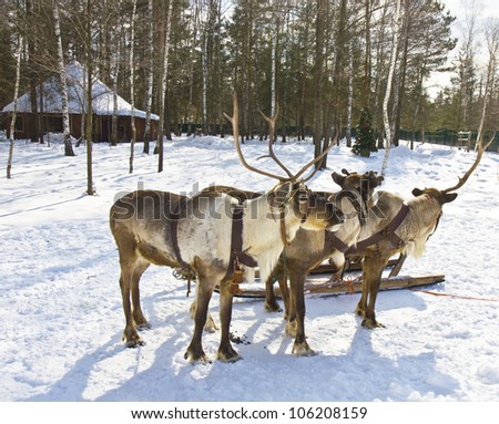 Three Northen deers standing on snow in winter in forest, little house and little christmas (New year's) tree behind.