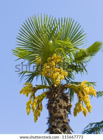 Top of palm tree on blue sky with yellow flowers.