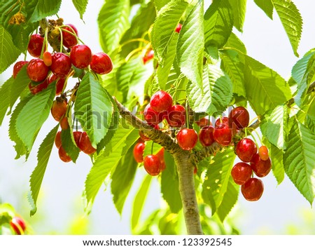 Red berries of cherry tree on branches with green leaves.