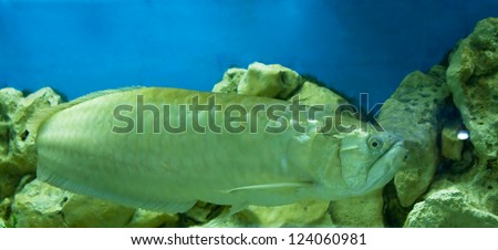 Tropical fish Silver Arowana, latin name Osteoglossum bicirrhosum, lives in Latin America.