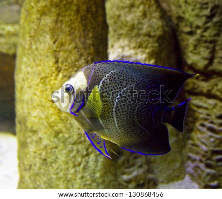 Tropical fish-angel, other name fish-emperor, latin name Pomacanthus imperator,  in aquarium.