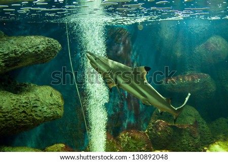 Fish Reef Shark, latin name Triaenodon obesus, in aquarium.