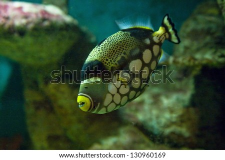 Tropical fish Clown triggerfish in aquarium, latin name Balistes conspicillum, lives in Indian ocean.