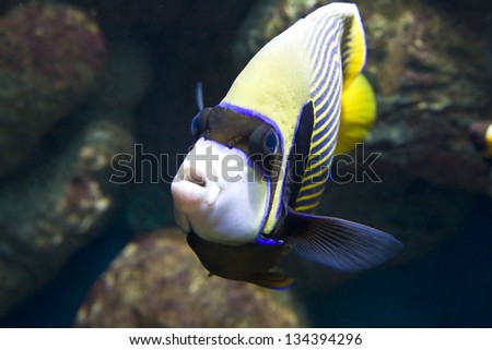Tropical fish fish-angel (fish-emperor).