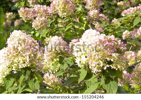 Many flowers hydrangea of white and pink colours.