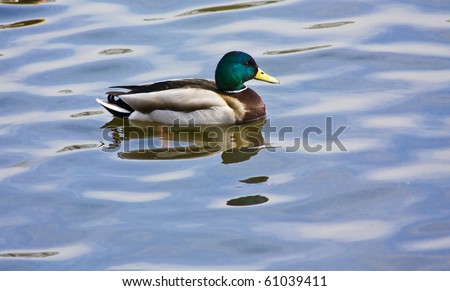 One duck with green head on blue water.