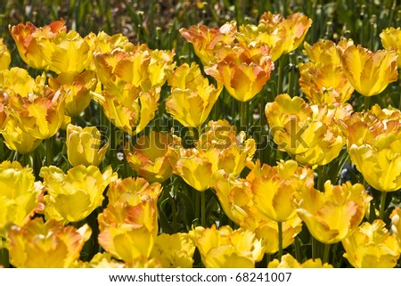 Flowerbed with many yellow tulips, horizontal orientation.