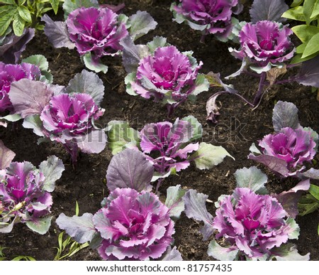 Flowerbed with decorative cabbage in pink colors.