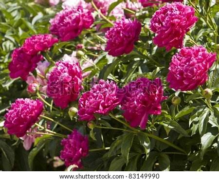 Shrub with many peony flowers of crimson (raspberry pink) colour.