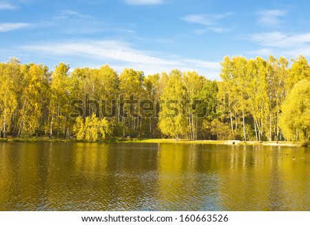Autumn landscape - lake and yellow birch forest on bank in sunny day, recorded on Red lake in Izmaylovskiy park in Moscow.