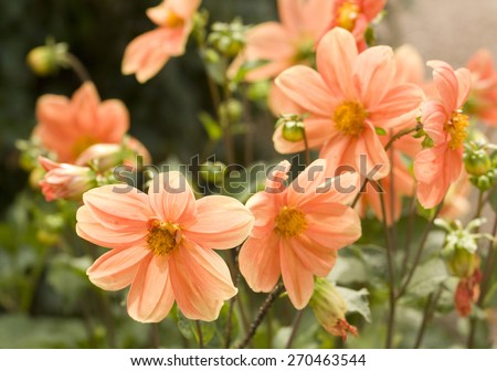 Few flowers dahlia of orange colour in garden.