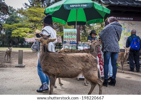NARA, JAPAN - April 5: Sika Deer roam through the town, especially in Nara Park. Snack vendors sell \