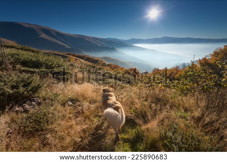 Mountain landscape - Faithful dog watching into the sun at dawn