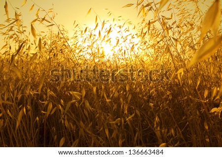 pleasant fire sunset back lighting through dry plants / cereals like plants creating a warm orange atmosphere