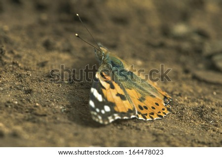 an orange butterfly  standing on the ground at profile  The Painted Lady, Vanessa(Cynthia) cardui