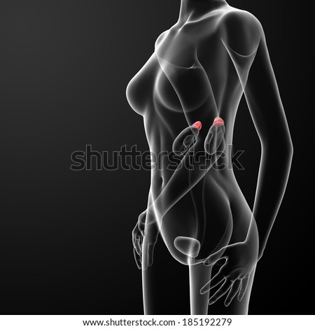 Female adrenal anatomy x-ray - side view