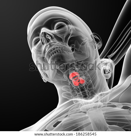 3d render medical illustration of the male larynx - bottom view