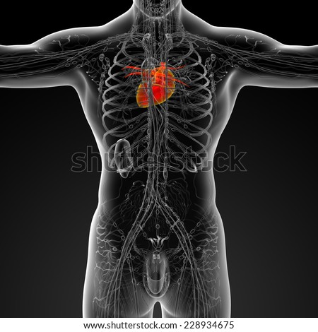 3d render medical illustration of the human heart - back view
