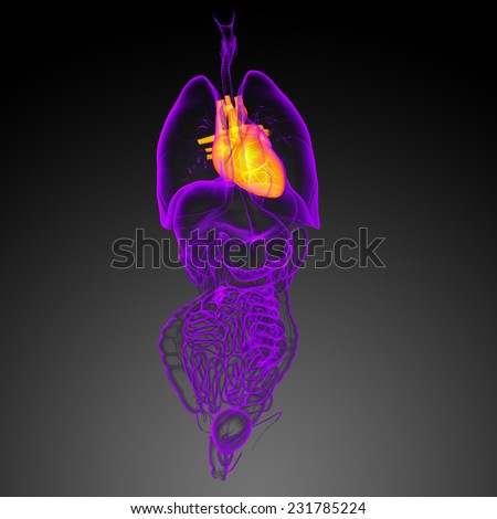 3d render medical illustration of the human heart - front view