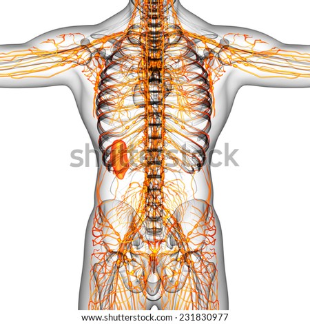 3d render illustration of the male lymphatic system - back view