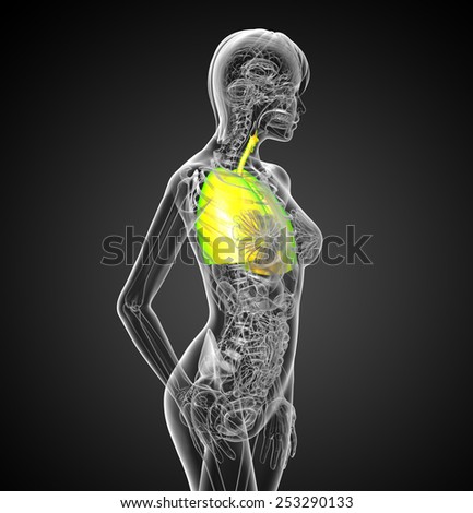 3d render medical illustration of the respiratory system - side view