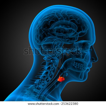 3d render medical illustration of the  larynx - side view