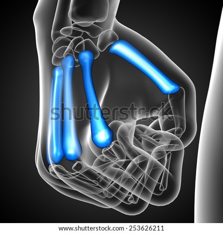 3d render medical illustration of the metacarpal bone - front view
