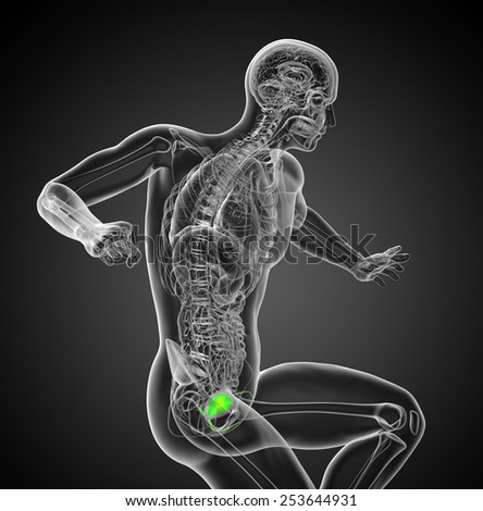 3d render medical illustration of the human bladder - side view