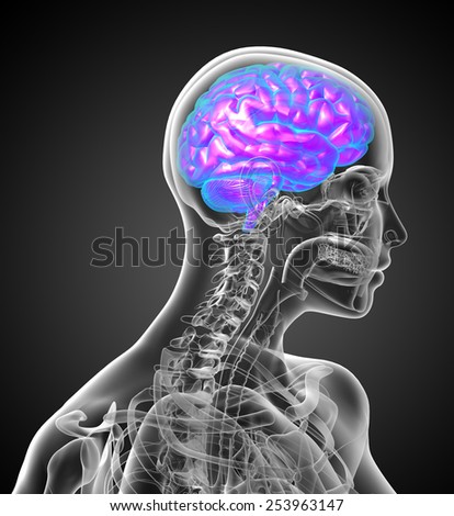 3d render medical illustration of the human brain - side view
