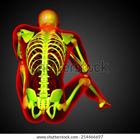3d render medical illustration of the human skeleton - back view