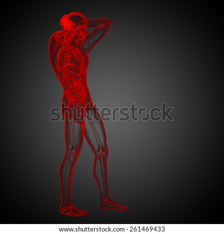 3d render medical illustration of the human anatomy - side view