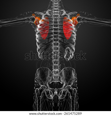 3d render medical illustration of the scapula bone - front view