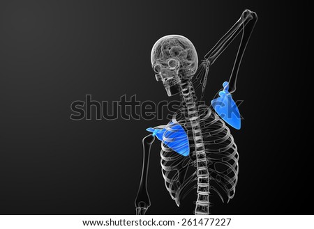 3d render medical illustration of the scapula bone - front view