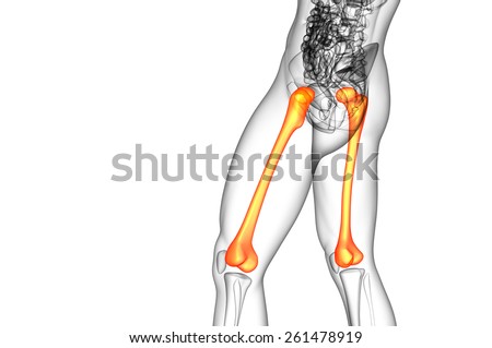 3d render medical illustration of the femur bone - side view