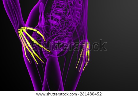 3d render illustration of the skeleton hand - side view