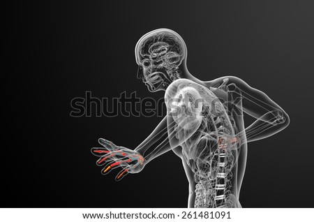 3d render illustration of the skeleton hand - side view