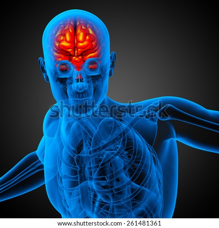 3D medical illustration of the brain  - front view