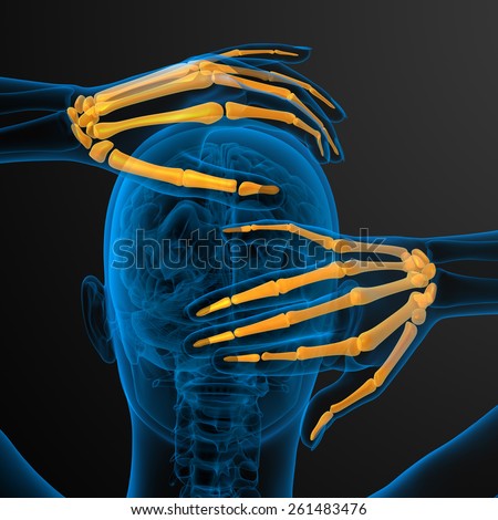3d render illustration of the skeleton hand - back view