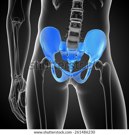 3D medical illustration of the pelvis bone - front view