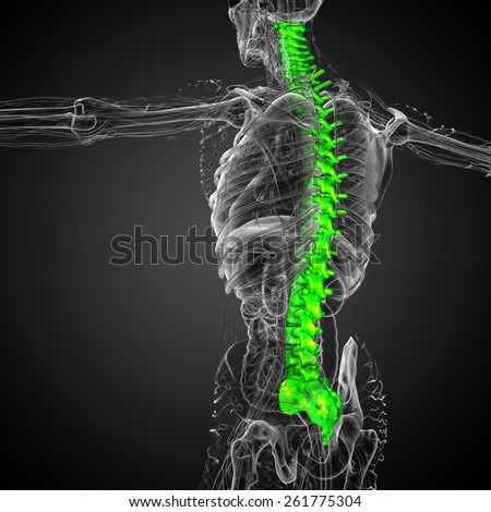 3d render medical illustration of the human spine - side view