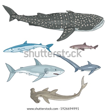 Vector Set of Cartoon Sharks. Different Types - Whale Shark, Blue Shark, Spurdog, Great White Shark, Thresher, Hammerhead.