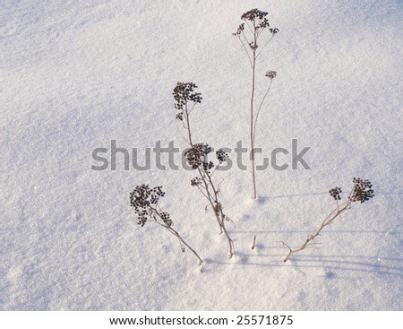 Withered plants on snow surface. Background
